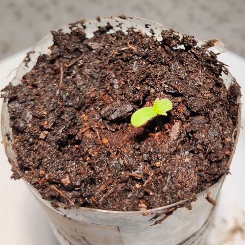 M - Runtz (Zamnesia Genetics)  growlog photo: Nottransplantation in 0,4 Liter Topf