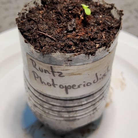 M - Runtz (Zamnesia Genetics)  growlog photo: Nottransplantation in 0,4 Liter Topf