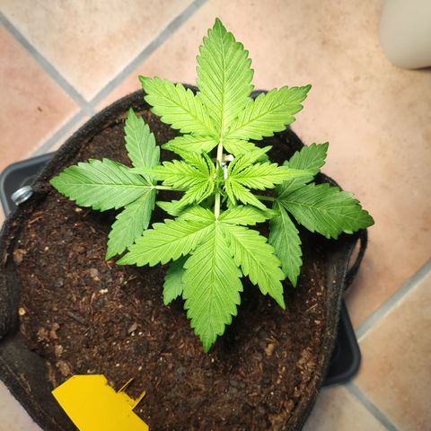 J - Blue Dream - Fast buds #1 growlog timeline photo