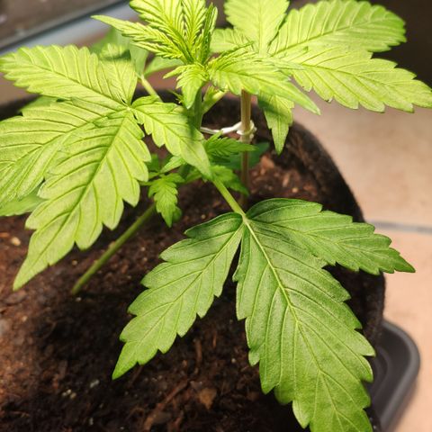 J - Blue Dream - Fast buds #1 growlog timeline photo