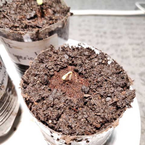 M - Black Orchid Automatic (Zamnesia Genetics)  growlog timeline photo