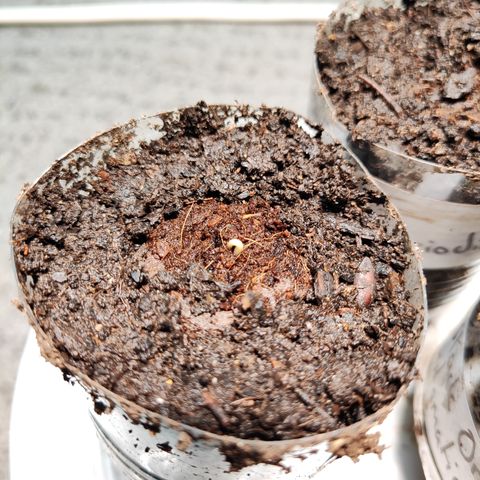 M - Amnesia Haze (Zamnesia Genetics)  growlog timeline photo