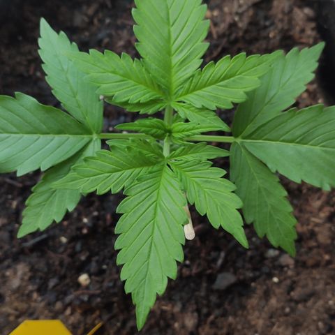 J - Blue Dream - Fast buds #1 growlog timeline photo
