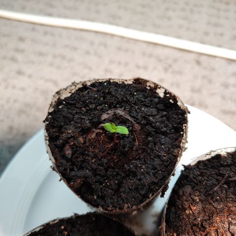M - Amnesia Haze (Zamnesia Genetics)  growlog timeline photo