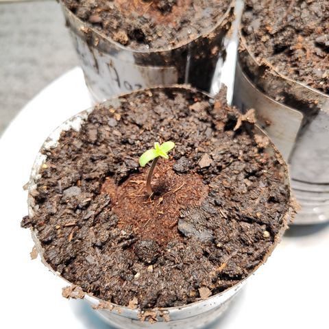 M - Black Orchid Automatic (Zamnesia Genetics)  growlog timeline photo