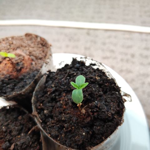 M - Runtz (Zamnesia Genetics)  growlog timeline photo