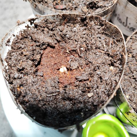 M - Northern Light Automatic (Sensi Seeds Genetics)  growlog timeline photo