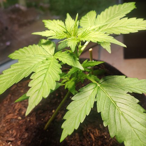 J - Blue Dream - Fast buds #1 growlog timeline photo