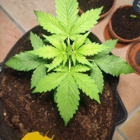J - Blue Dream - Fast buds #1 growlog timeline photo