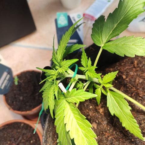 J - Blue Dream - Fast buds #1 growlog photo: LST