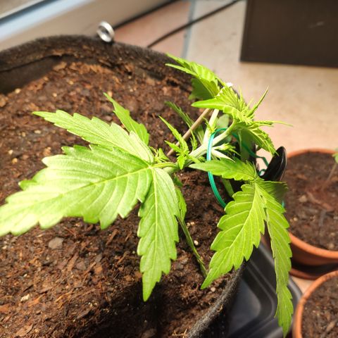 J - Blue Dream - Fast buds #1 growlog photo: LST
