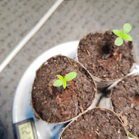 M - Amnesia Haze (Zamnesia Genetics)  growlog timeline photo