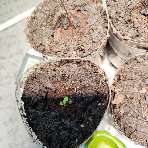 M - Northern Light Automatic (Sensi Seeds Genetics)  growlog timeline photo