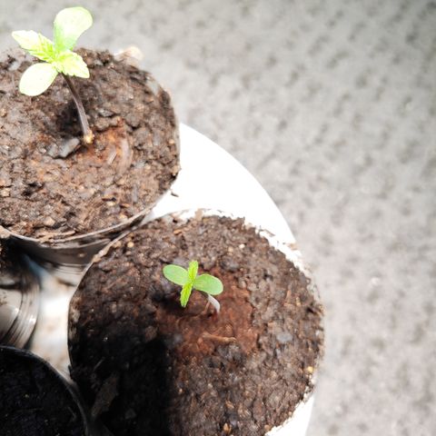M - Black Orchid Automatic (Zamnesia Genetics)  growlog timeline photo