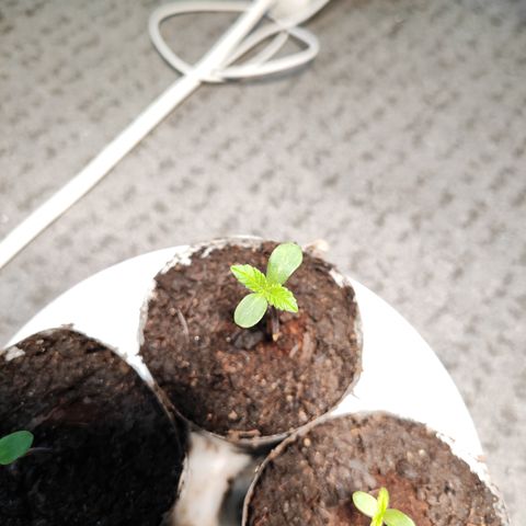 M - Runtz (Zamnesia Genetics)  growlog timeline photo
