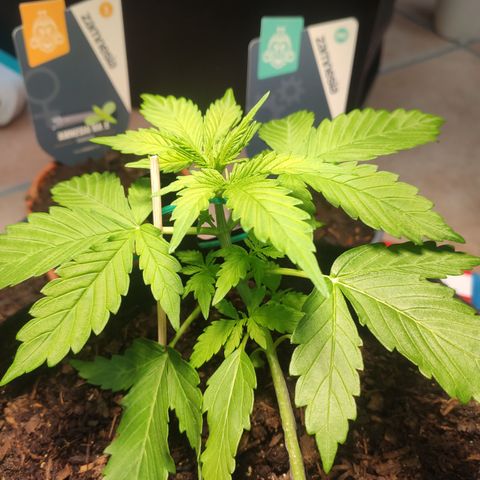 J - Blue Dream - Fast buds #1 growlog timeline photo