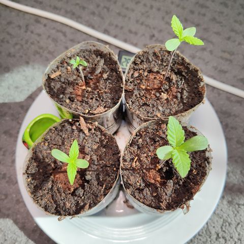 M - Runtz (Zamnesia Genetics)  growlog timeline photo