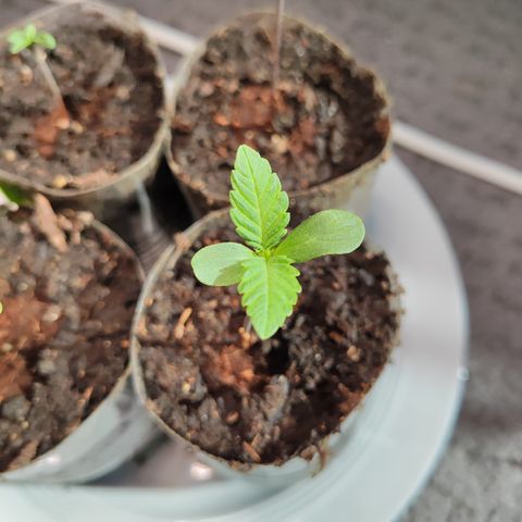 M - Runtz (Zamnesia Genetics)  growlog timeline photo