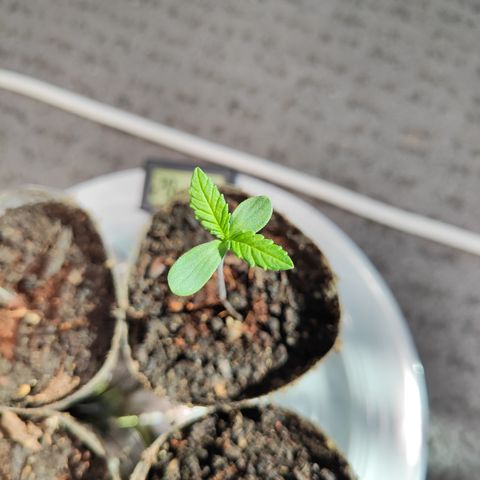 M - Amnesia Haze (Zamnesia Genetics)  growlog timeline photo