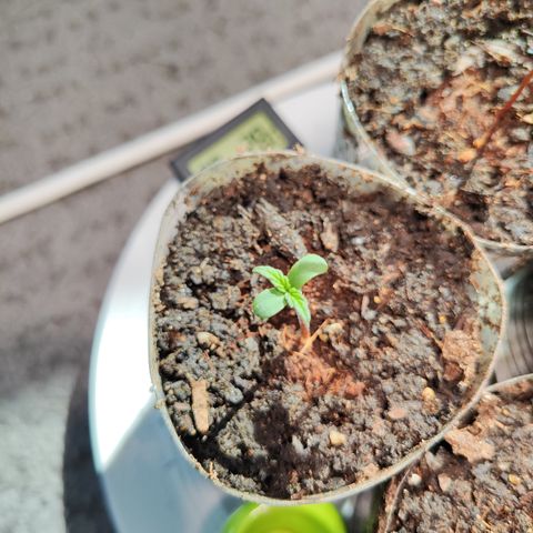 M - Northern Light Automatic (Sensi Seeds Genetics)  growlog timeline photo