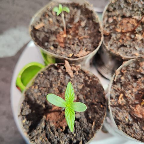 M - Black Orchid Automatic (Zamnesia Genetics)  growlog timeline photo