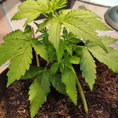 J - Blue Dream - Fast buds #1 growlog timeline photo