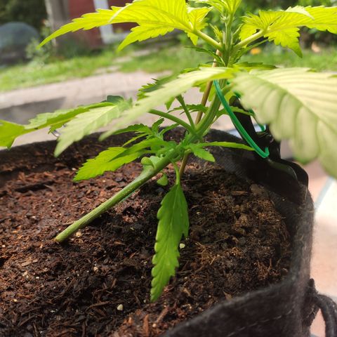 J - Blue Dream - Fast buds #1 growlog timeline photo