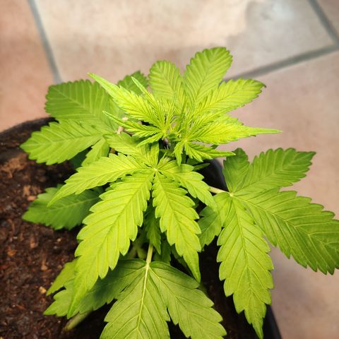 J - Blue Dream - Fast buds #1 growlog timeline photo