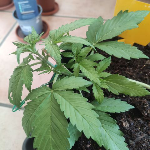 J - Blue Dream - Fast buds #1 growlog photo: LST