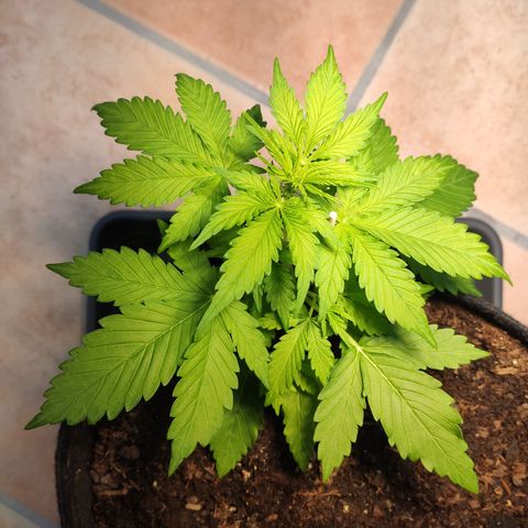 J - Blue Dream - Fast buds #1 growlog timeline photo