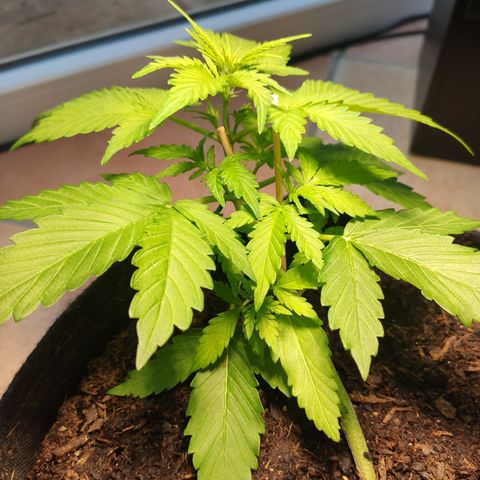 J - Blue Dream - Fast buds #1 growlog timeline photo