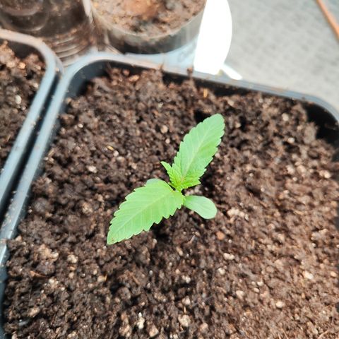 M - Runtz (Zamnesia Genetics)  growlog photo: Umtopfung in 5l Topf mit BioBizz Light Mix angereichert mit 2ml/L Root Juice auf ca 2l Wasser