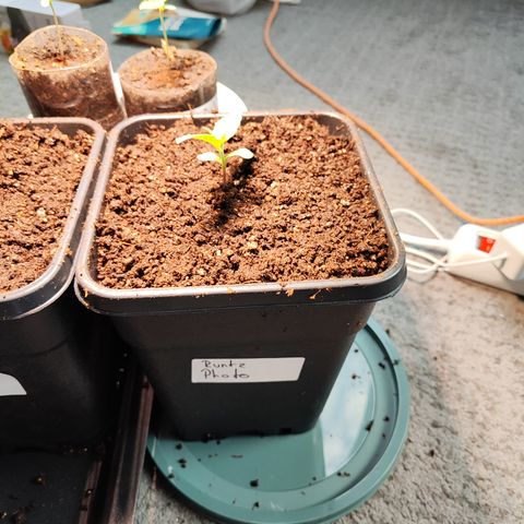 M - Runtz (Zamnesia Genetics)  growlog photo: Umtopfung in 5l Topf mit BioBizz Light Mix angereichert mit 2ml/L Root Juice auf ca 2l Wasser