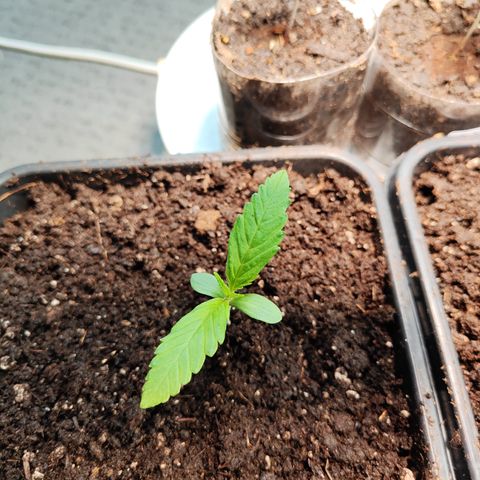 M - Amnesia Haze (Zamnesia Genetics)  growlog photo: Umtopfung in 5L Topf mit BioBizz Light Mix angereichert mit Root Juice 2ml/L auf ca 2L Wasser