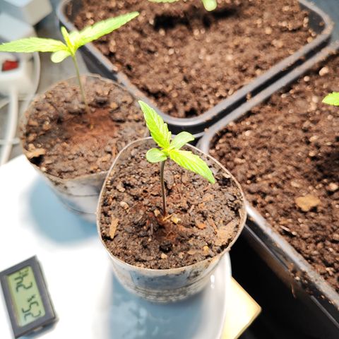 M - Northern Light Automatic (Sensi Seeds Genetics)  growlog timeline photo