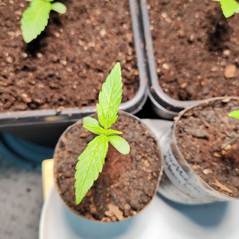M - Black Orchid Automatic (Zamnesia Genetics)  growlog timeline photo