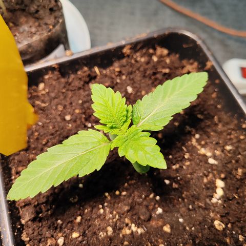 M - Runtz (Zamnesia Genetics)  growlog photo: Transplantation wurde gut überstanden. 
