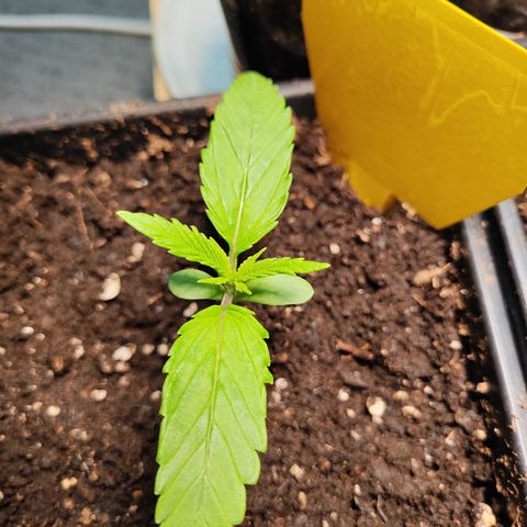 M - Amnesia Haze (Zamnesia Genetics)  growlog photo: Transplantation wurde gut überstanden. 