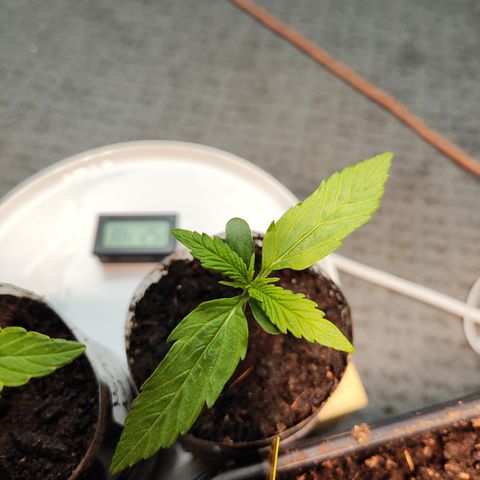 M - Black Orchid Automatic (Zamnesia Genetics)  growlog timeline photo