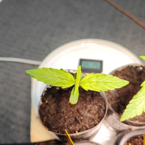 M - Northern Light Automatic (Sensi Seeds Genetics)  growlog timeline photo