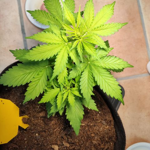 J - Blue Dream - Fast buds #1 growlog timeline photo