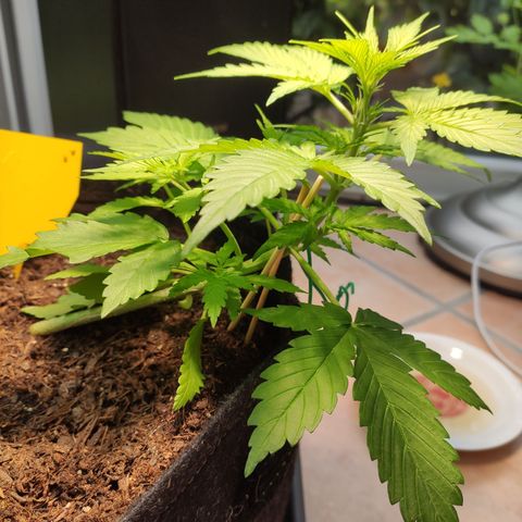 J - Blue Dream - Fast buds #1 growlog timeline photo