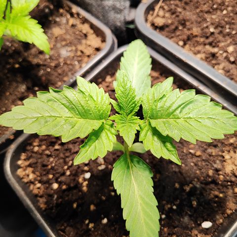 M - Runtz (Zamnesia Genetics)  growlog photo: Leichter Schimmelbefall auf der Oberfläche der Erde entdeckt, hoffe auf Mykorrzhia.
Ventilator wurde als Gegenmaßnahmen eingesetzt. 