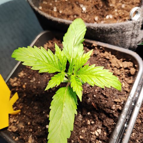M - Amnesia Haze (Zamnesia Genetics)  growlog photo: Leichter Schimmelbefall auf der Oberfläche der Erde, hoffe auf Mykorrzhia. Ventilator wurde als Gegenmaßnahme eingesetzt. 