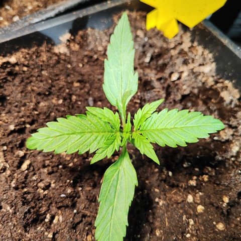 M - Black Orchid Automatic (Zamnesia Genetics)  growlog timeline photo