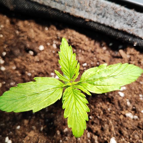 M - Northern Light Automatic (Sensi Seeds Genetics)  growlog timeline photo