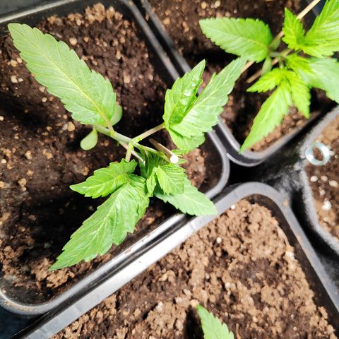 M - Runtz (Zamnesia Genetics)  growlog photo: Low Stress Training beginnt