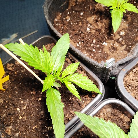 M - Amnesia Haze (Zamnesia Genetics)  growlog photo: Low Stress Training beginnt