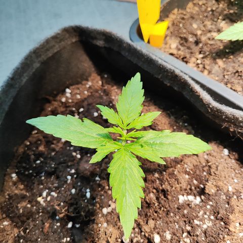 M - Northern Light Automatic (Sensi Seeds Genetics)  growlog timeline photo