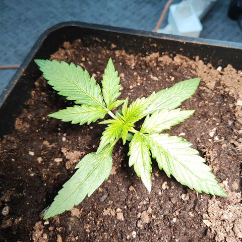M - Black Orchid Automatic (Zamnesia Genetics)  growlog timeline photo